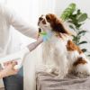 1 pc Dog Cat Hair Blower with Negative Ion Function and Adjustable Temperature
